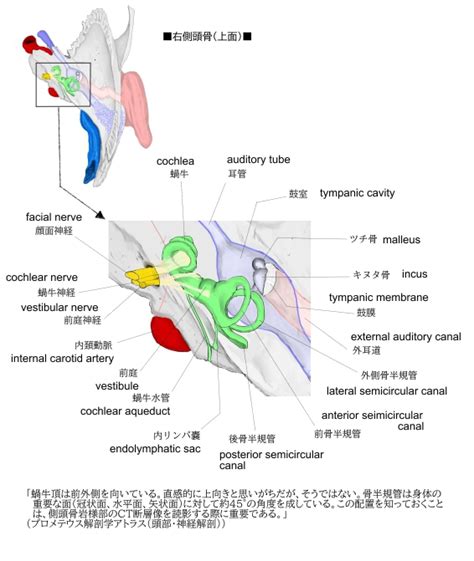 耳珠位置|Visual Anatomy 視覚解剖学